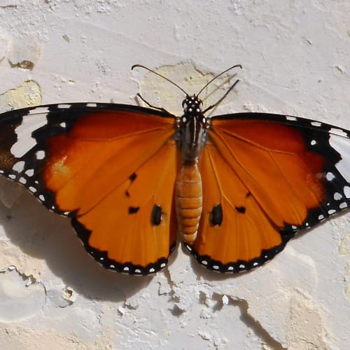 Dünyanın farklı bölgelerinden ve doğa olaylarından oluşan kolaj, gizemli ve şaşırtıcı gerçekleri vurgulamaktadır.