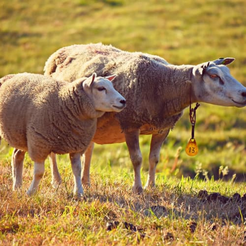 Farklı hayvan türlerini gösteren bir kolaj, hayvanlar aleminin çeşitliliğini vurguluyor.