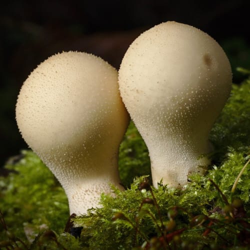 İnsan vücudunun organlarını gösteren bilgilendirici bir görsel