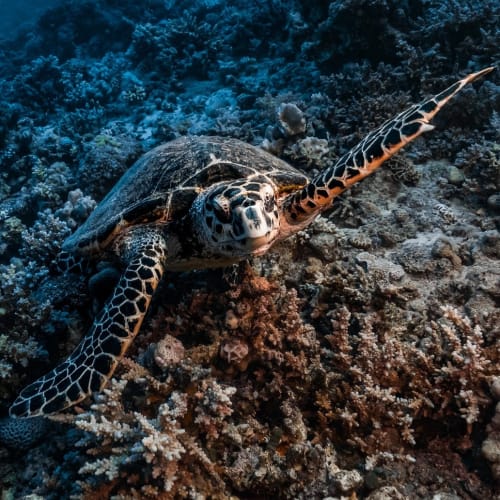 Güneş Sistemi'ndeki gezegenlerin ve uyduların bir görseli, uzaylı yaşamı arayışının potansiyel hedeflerini göstermektedir.