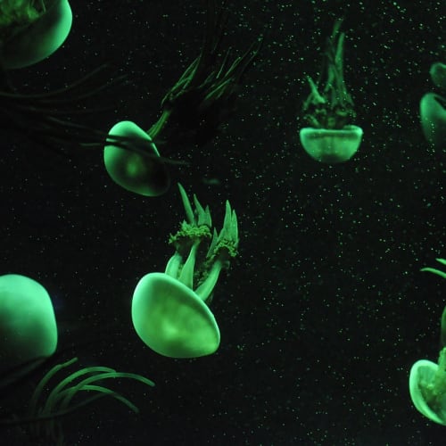 Gözlemlenebilir evrenin bir görseli, milyarlarca galaksi ve yıldızın varlığını gösteriyor.