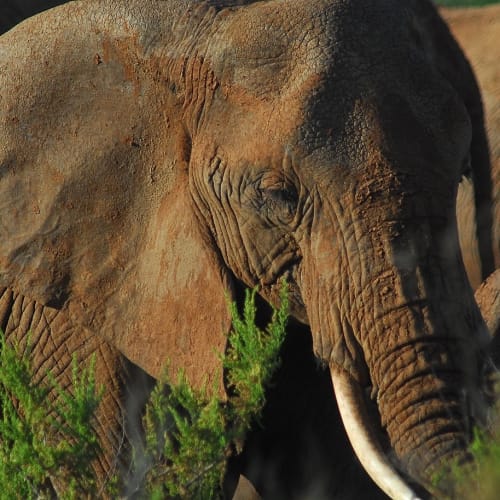 James Webb Uzay Teleskobu'nun bir görseli, evrende yaşam arayışında kullanılan en gelişmiş araçlardan birini temsil etmektedir.