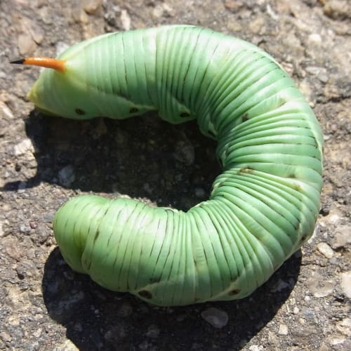 Güneş Sistemi'ndeki gezegenlerin ve yıldızların bir görseli, dünya dışı yaşam arayışının önemini vurgulamaktadır.