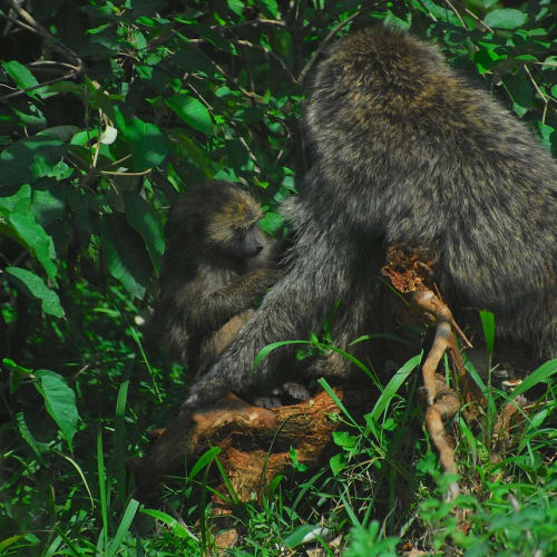 İnsan beyninin farklı bölgelerini gösteren bir görsel, davranışların nörolojik temellerini vurgulamaktadır.
