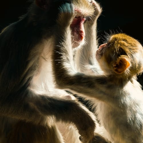 Afrika savanalarında otlayan bir zürafa sürüsü, hayvanlar aleminin çeşitliliğini ve güzelliğini temsil ediyor.