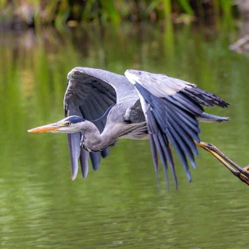 Çeşitli hayvan türlerini gösteren bir kolaj, hayvanlar aleminin zenginliğini ve çeşitliliğini vurguluyor.
