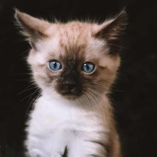 Göç eden kuşların manyetik alanları kullanarak yön bulduğu bilimsel olarak kanıtlanmıştır.