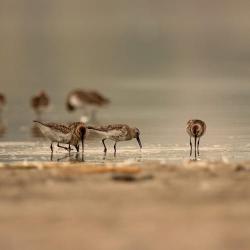 Çeşitli hayvanların bir araya geldiği, doğanın çeşitliliğini gösteren bir görsel.