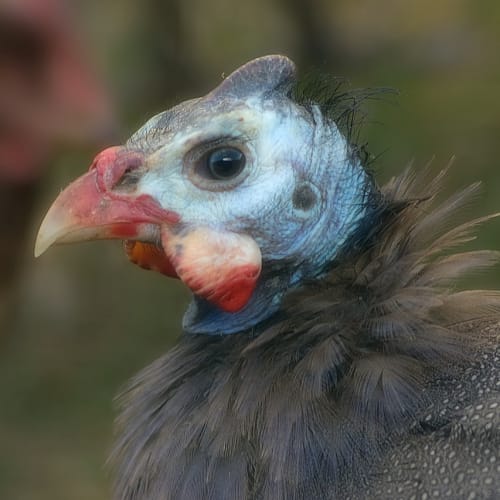 Doğadaki tuhaf ve ilginç hayvan özelliklerini gösteren bir kolaj.