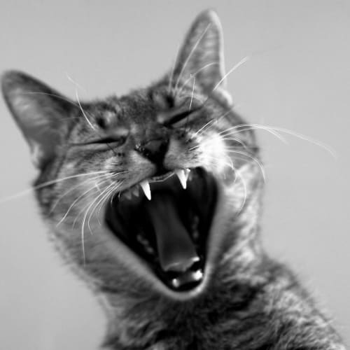 Çeşitli hayvanların bir araya geldiği renkli bir görsel, çocukların ilgisini çekmek için tasarlanmıştır.