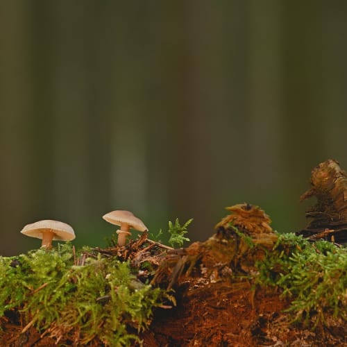 Evrenin büyüleyici bir görüntüsü, galaksiler ve yıldızlarla dolu.