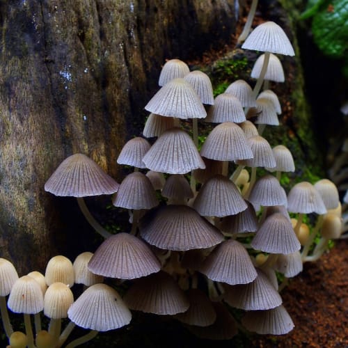 Metabolizma ve yağ yakımı süreçlerini gösteren bir görsel