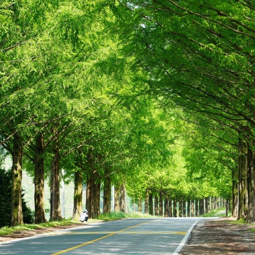 Çeşitli bitki ve hayvanların bulunduğu renkli bir orman manzarası, çocukların doğayı keşfetme merakını temsil ediyor.