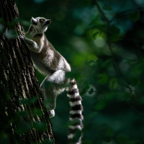 Ormanlık bir alanda çeşitli bitki ve hayvan türlerini gösteren doğa fotoğrafı.