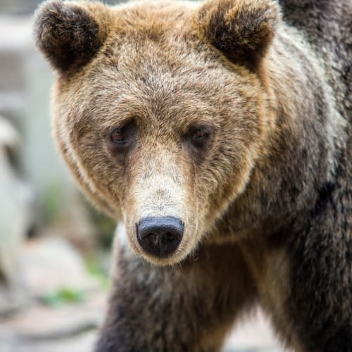 Venezuela'nın Catatumbo Nehri'nin ağzında görülen nefes kesen gök gürültüsü gölü (Catatumbo Şimşekleri) fotoğrafı.