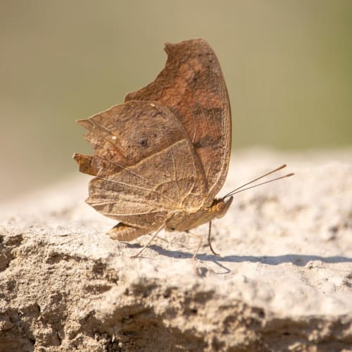 Kapadokya'daki peri bacalarının büyüleyici manzarası, doğal formasyonların eşsiz güzelliğini gösteriyor.