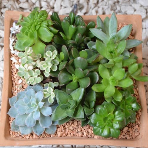 Sonbaharda renk değiştiren yapraklar, doğanın döngüsünü ve güzelliğini temsil ediyor.