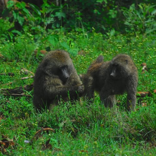 İnsan beyninin farklı bölgelerini gösteren bir görsel, psikolojik yaklaşımların davranış üzerindeki etkisini sembolize etmektedir.