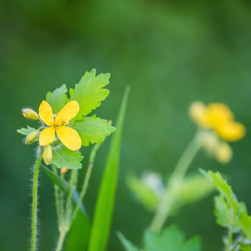 Bilimsel araştırmalar yapan bir laboratuvar ortamı, bilimsel yanılgıları ve gerçekleri anlamanın önemini vurgulamaktadır.