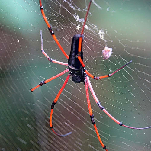 Perili bir köşkün ürkütücü görüntüsü, paranormal vakaların gizemini yansıtıyor.