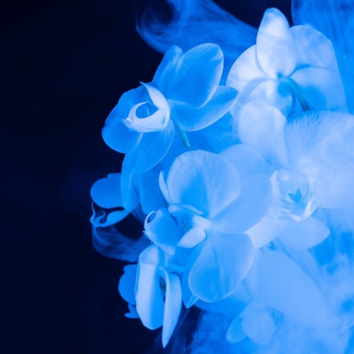 Bir yatakta uyuyan ve rüyalar gören bir kadın görseli. Rüyaların gizemli ve anlamlı dünyasına bir gönderme.