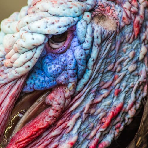 Göbeklitepe'de yapılan arkeolojik kazılardan bir görüntü, Neolitik döneme ait tapınak kalıntılarını gösteriyor.