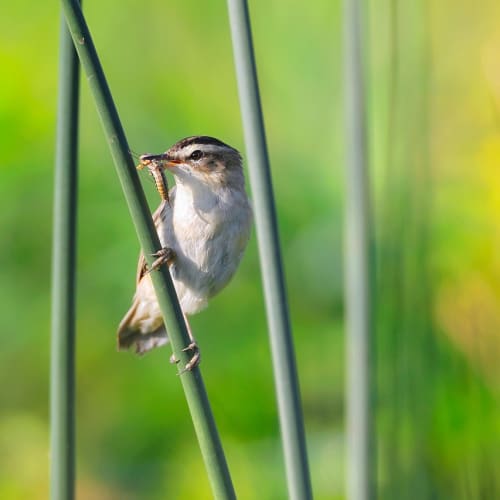 Karanlık bir odada mum ışığında oturan bir kadın, ruhsal şifa ve iç huzuru arayışını temsil ediyor.