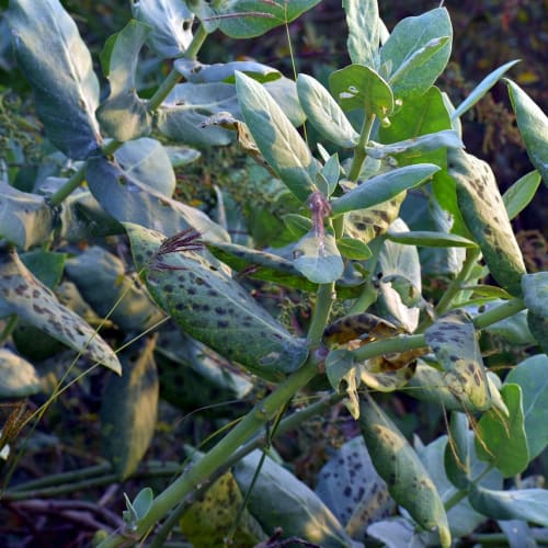 Musallattan korunmak için sağlıklı beslenme ve yaşam tarzı önerileri içeren bir blog yazısı görseli