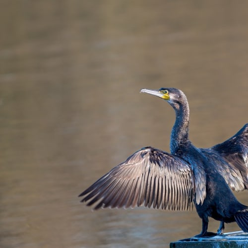 Gökyüzünde tanımlanamayan bir uçan cisim gözlemlendiği anı gösteren bir görsel.