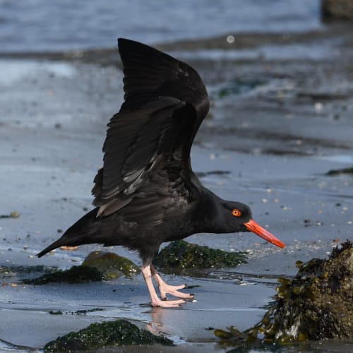 Gökyüzünde tanımlanamayan bir ışık huzmesi, UFO gözlemlerinin gizemini temsil ediyor.