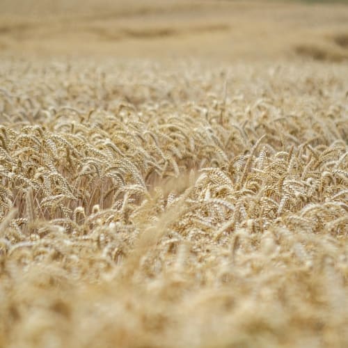 Antik Mısır tanrıçası İsis'in kabartması, Mısır mitolojisinin zenginliğini ve karmaşıklığını temsil ediyor.