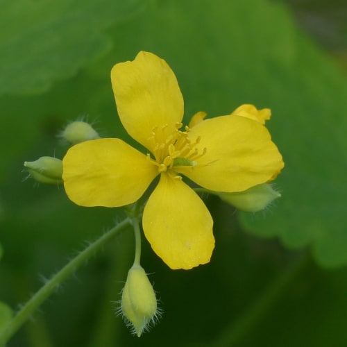 Bilimsel yanılgıları gösteren bir görsel, yanlış inanışların yaygınlığını vurguluyor.
