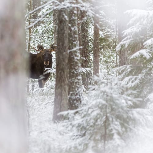 Güneş'ten yayılan koronal kütle atımını gösteren bir görsel. Bu atımlar, Dünya'yı etkileyebilecek güçlü güneş fırtınalarına neden olabilir.