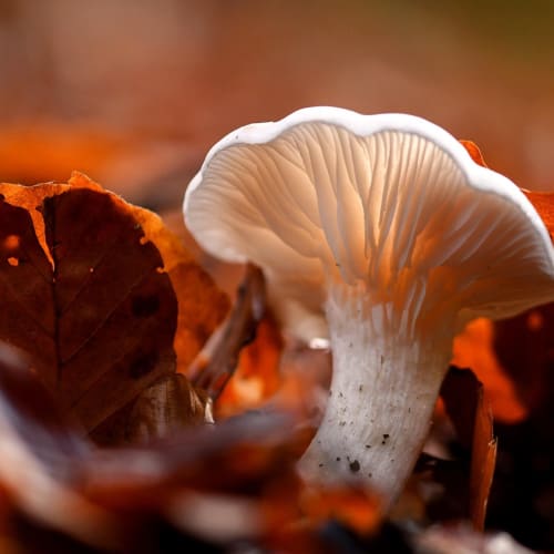 DNA çift sarmalı, genetik bilimin temelini temsil eder ve yaşamın şifrelerini içerir.