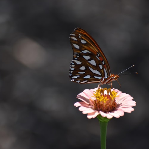 Genel kültür bilgi yarışması konseptini gösteren bir görsel, kitaplar, dünya haritası ve soru işaretleri içeriyor.
