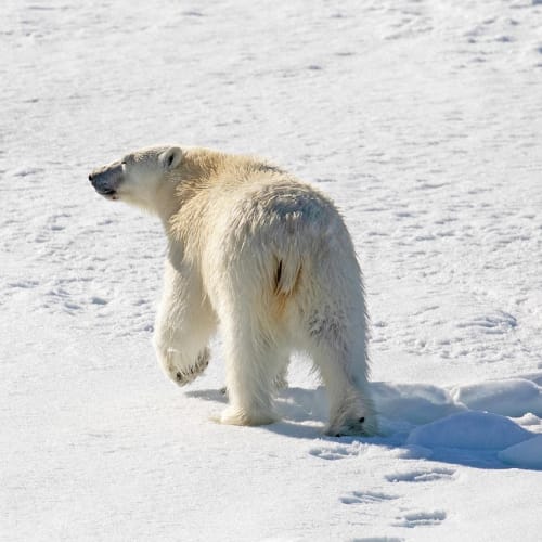 Bilgi yarışması soruları ve cevapları içeren eğlenceli bir blog yazısı görseli