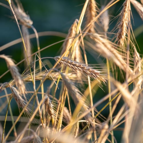 Antik Mısır'da mumyalama sürecinde kullanılan araçlar ve sargılarla sarılmış bir mumya görseli.