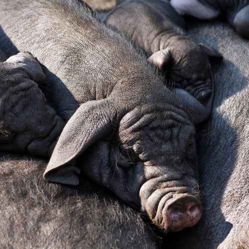 Deniz yıldızı rejenerasyon yeteneği gösteren bir görsel