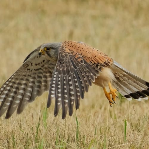 Europa'nın yüzeyinden yükselen su fıskiyelerinin artistik bir görseli, gezegenin altında bir okyanus olduğunu gösteriyor.