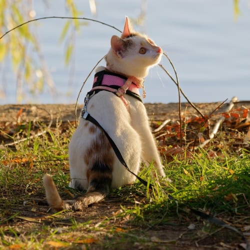 Bilgisayar başında heyecanla bilgi yarışmasına katılan bir kişi görseli