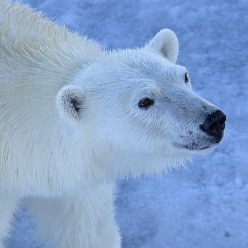 Bilgi yarışması hazırlığı için çalışma planı ve öğrenme tekniklerini gösteren bir görsel.
