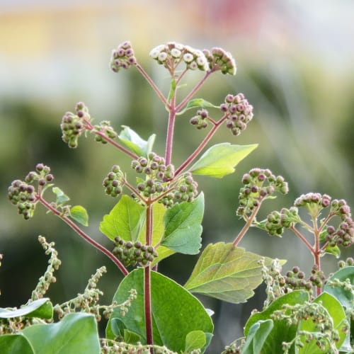 ESP (Algı Dışı Algılama) kavramını temsil eden, zihin ve evren arasındaki bağlantıyı simgeleyen soyut bir görsel.