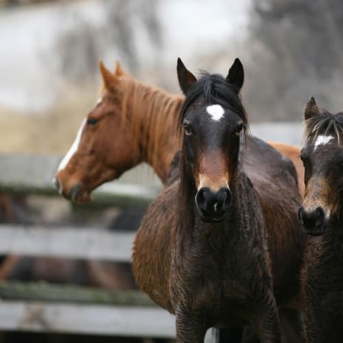 Evrenin büyüleyici bir görseli, galaksiler ve yıldızlarla dolu.