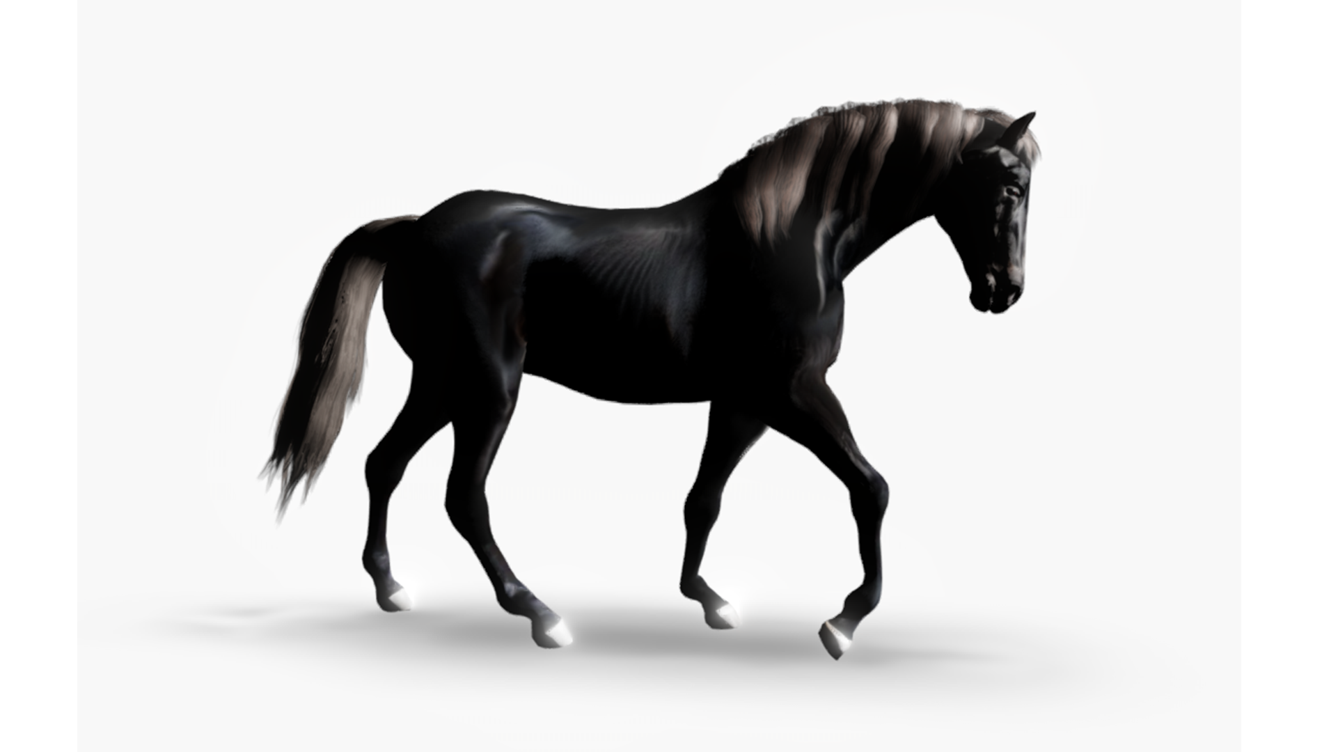 Realistic Black Horse