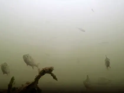 Щуки и не только. Дайверы показали видео с обитателями нижегородских водоемов