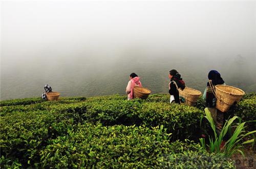 Happy Valley Tea Estate