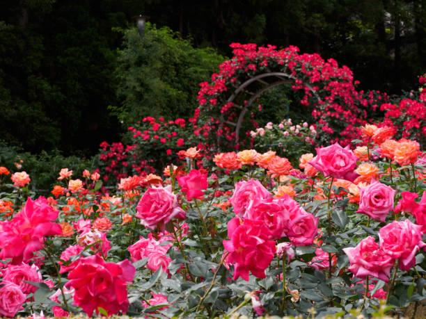 Solophok Rose Garden