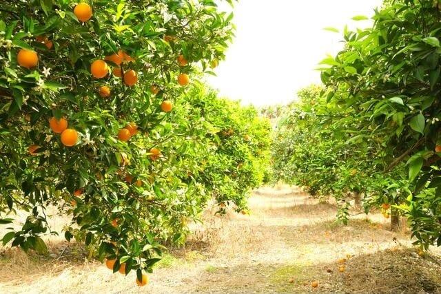 Rimbi Orange Garden