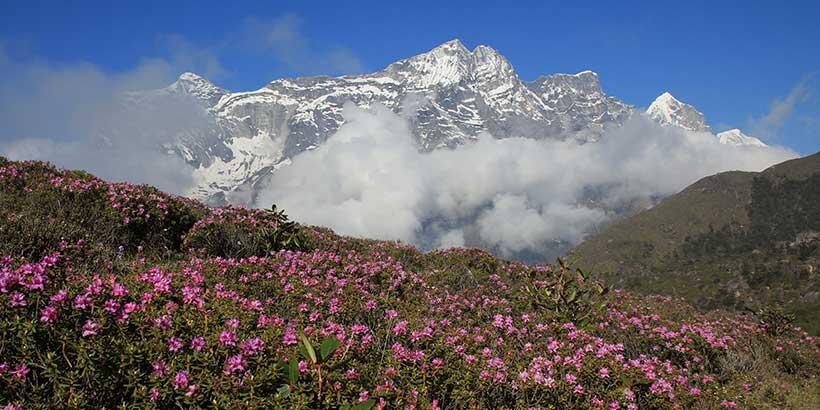 Yumthang Valley