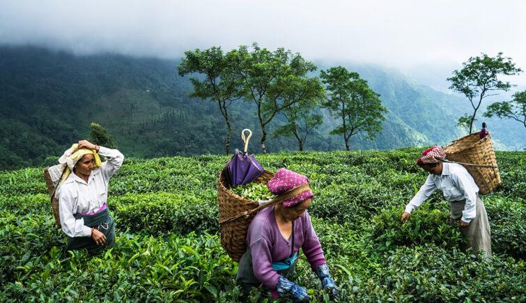 Makaibari Tea Estate